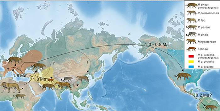 美洲豹演化支系在南亚地区的首次发现