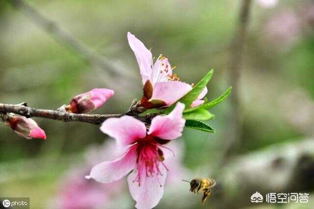蜜蜂工蜂一般活多久(怎么看工蜂的蜂龄)