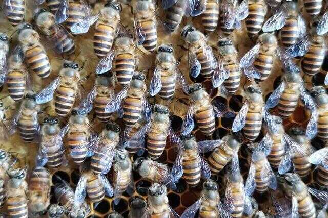 蜜蜂工蜂一般活多久(怎么看工蜂的蜂龄)