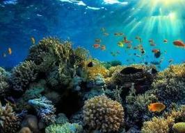 世界上最大的珊瑚礁，澳大利亚大堡礁是全球求婚成功率最高的地方 ...