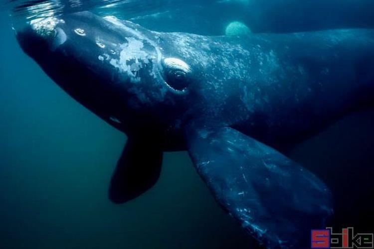 世界十大鲸鱼体型排行榜,巨型鲸鱼排行