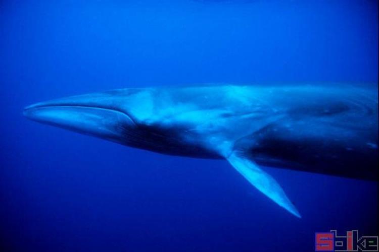 世界十大鲸鱼体型排行榜,巨型鲸鱼排行
