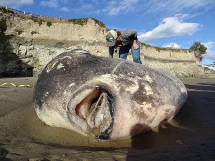 美国海滩出现怪兽鱼,老外捡到巨型怪鱼