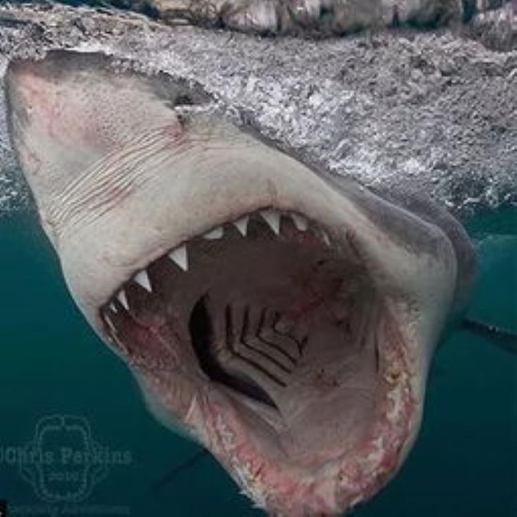 巨齿鲨的游泳速度像,姥鲨最重可达多少吨