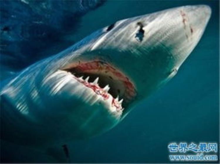 巨齿鲨的游泳速度像,姥鲨最重可达多少吨