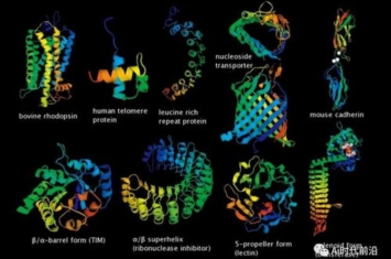 地球生命起源蛋白质结构或揭示了什么,蛋白质是生命的基础