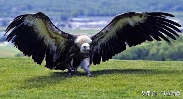 比阿根廷巨鹰还大的鹰,最大鹰翼展