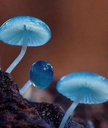 野蘑菇怎么知道有没有毒(鲜艳的毒蘑菇有毒颜色普通的蘑菇没毒)