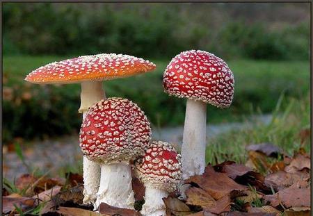 野蘑菇怎么知道有没有毒(鲜艳的毒蘑菇有毒颜色普通的蘑菇没毒)