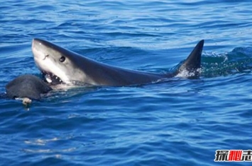 “海洋霸王”虎鲸连大白鲨都不怕 为什么独对人类迷之友好