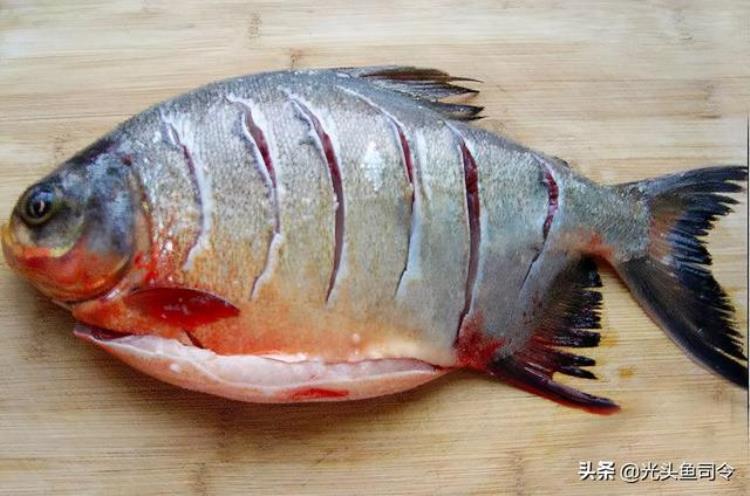 鱼肚子是红色的,野河钓上来的鱼身上有红块