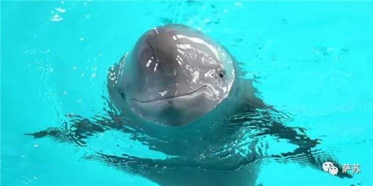 长江白鳍豚还存在吗「11年前被宣布灭绝的白鳍豚重现长江它可比国宝大熊猫珍贵太多了」