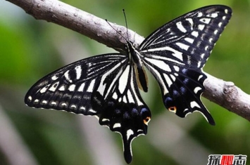 凤蝶是什么动物？凤蝶的品种有哪些