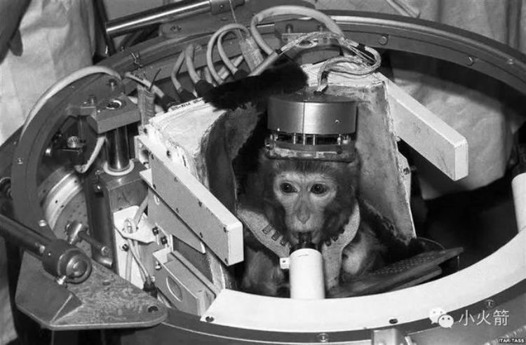 猴子真正的太空探索先驱是什么,宇宙第一猴子