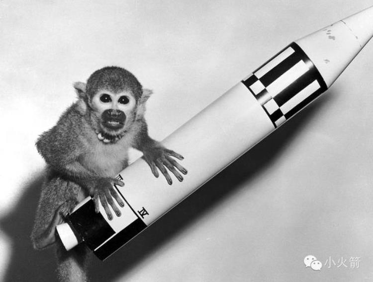 猴子真正的太空探索先驱是什么,宇宙第一猴子