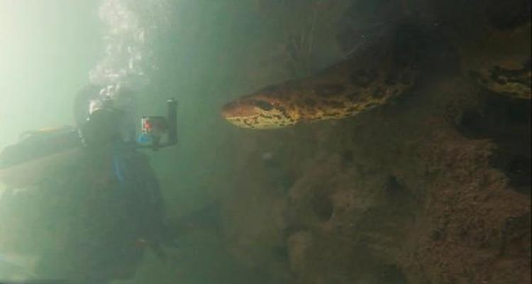 巴西潜水员与7米蟒蛇,潜水员水下偶遇7米蟒蛇