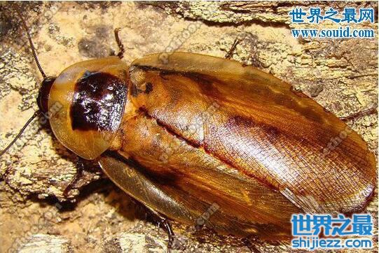 秘鲁巨人蟑螂，一种受人们喜爱的宠物蟑螂