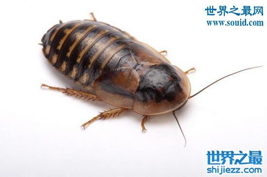 秘鲁巨人蟑螂，一种受人们喜爱的宠物蟑螂