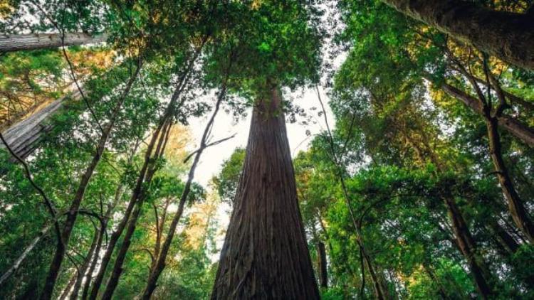 世界最大森林树「世界最高树你见过吗」