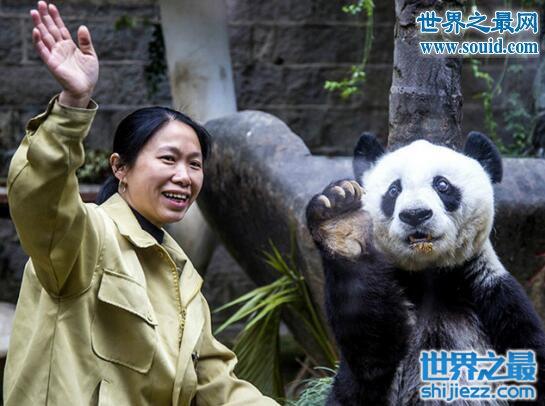 大熊猫寿命，平均寿命25岁(最老熊猫37岁)