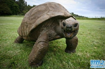 乌龟的寿命最长可达182岁，盘点寿命最长的乌龟