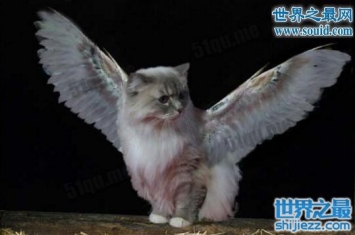 飞猫又称作天使猫，长有翅膀的猫(未知生物)