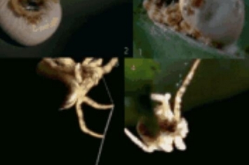 世界上最小的蜘蛛，施展蜘蛛仅长0.43毫米(小于句号)