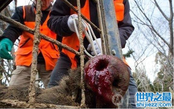 观日本猎杀变异野猪事件，猎杀场面你一定不想看