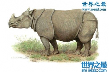 已灭绝的中国犀牛，爪哇犀/印度犀/苏门犀(全部被杀)