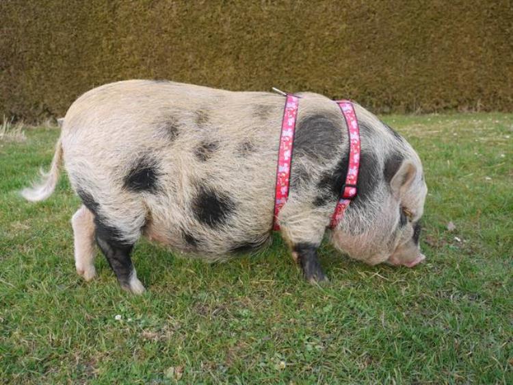 宠物猪 烤乳猪,烤乳猪是用的什么猪