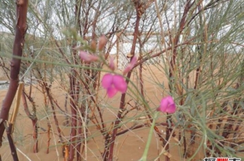 生长在沙漠的花：漂亮又迷人的花棒（最长可活70年）
