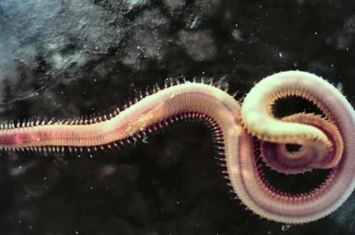 马里亚纳海沟的奇特生物,来自马里亚纳海沟的10 种奇怪生物