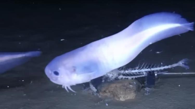 马里亚纳海沟的奇特生物,来自马里亚纳海沟的10 种奇怪生物