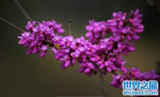 成熟的人都喜欢紫色的花，象征着尊贵成熟和完美主义