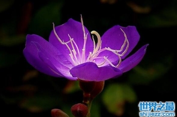 成熟的人都喜欢紫色的花，象征着尊贵成熟和完美主义