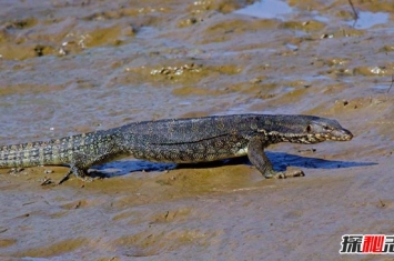 中国最大的蜥蜴：水巨蜥,最长3米,体重30公斤（温和干净）