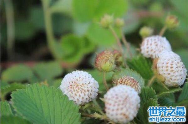 国外濒临灭绝的水果皇后菠萝莓，中国山村遍地都是