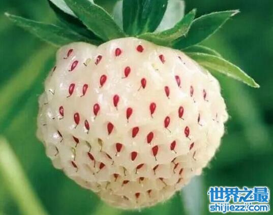 国外濒临灭绝的水果皇后菠萝莓，中国山村遍地都是