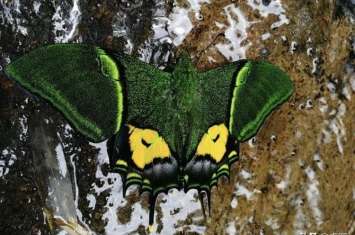 世界上最贵的蝴蝶标本是什么,世界八大名贵蝴蝶