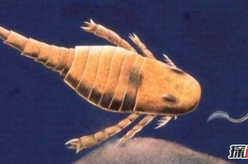 奥陶纪十大恐怖生物 其中几种依旧生活在海洋深处
