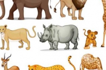世界上人气最高的十种动物 你能猜中几种?(附图)