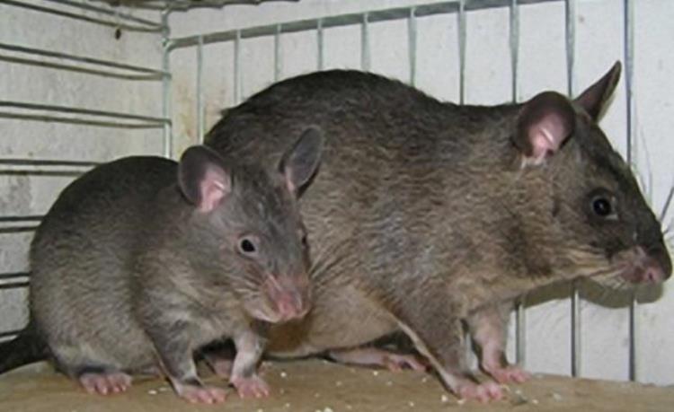 非洲巨鼠的体重有多重,巨鼠是真实存在吗