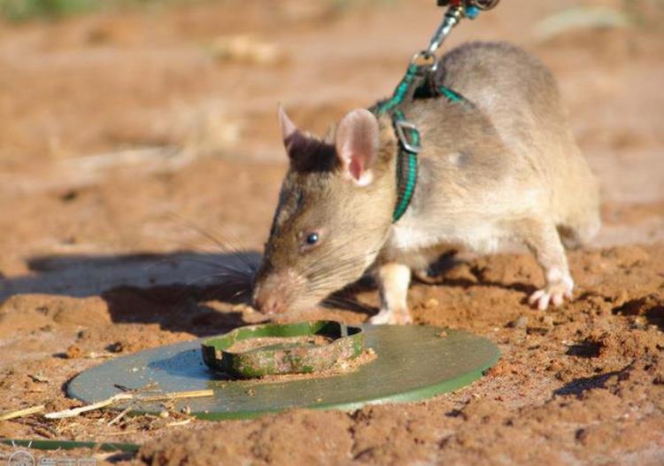 非洲巨鼠的体重有多重,巨鼠是真实存在吗