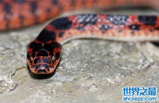 赤练蛇是什么蛇，据说浑身筒体还有剧毒