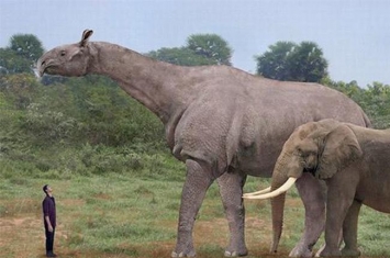 现存陆地上最大的哺乳动物：非洲象(最高达4米/重10吨)