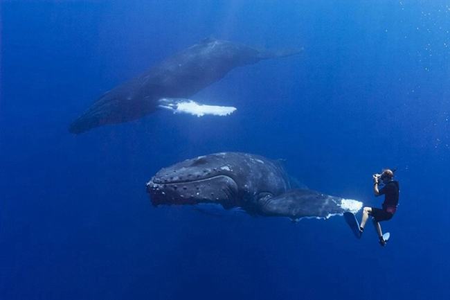 虎鲸和座头鲸什么关系?座头鲸专门干扰虎鲸捕猎(死对头)