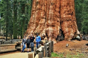 世界上最高大的植物是什么 巨杉（身材高大主干笔直）