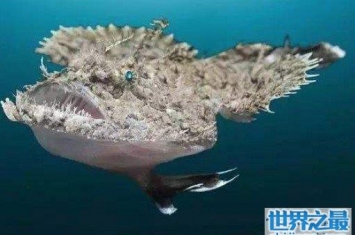 深海安康鱼，长相虽丑有海中鹅肝之称