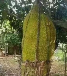 世界上最大的菠萝蜜，海南菠萝蜜最大达到1000斤/够1000个人食用 ...