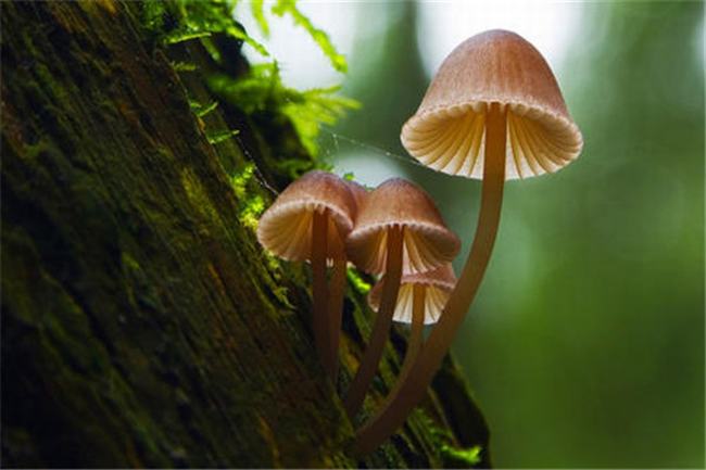 世界上最小的蘑菇是什么 小喷蘑菇（外表美丽实际带毒）